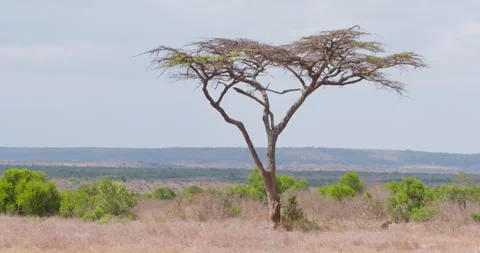A savannah landscape as a pair cheetahs scan for prey Stock Footage 314791773