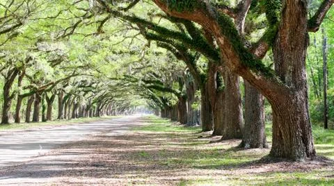 Savannah Stock Photos