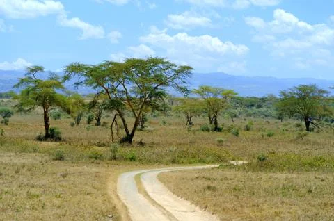 Savannah Fotos de archivo