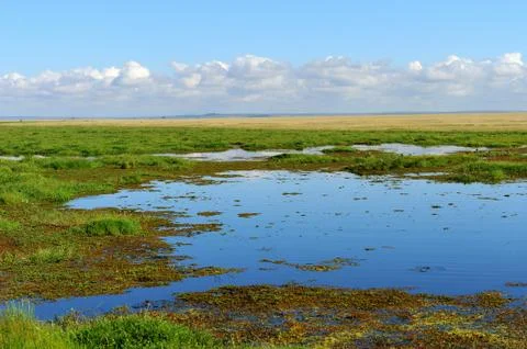 Savannah Stock Photos