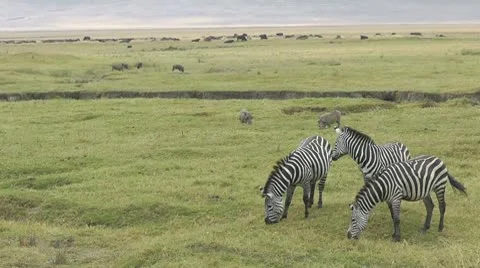 Savannah scene Stock Footage 10563491