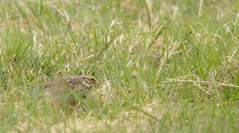 Savannah Sparrow feeding Stock Footage 64856932