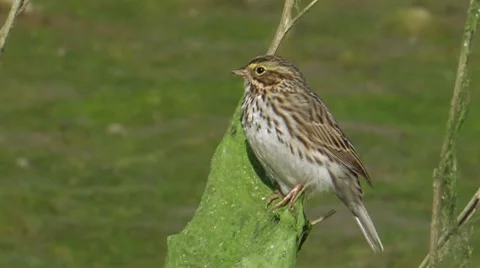 Savannah Sparrow Stock Footage 8560829