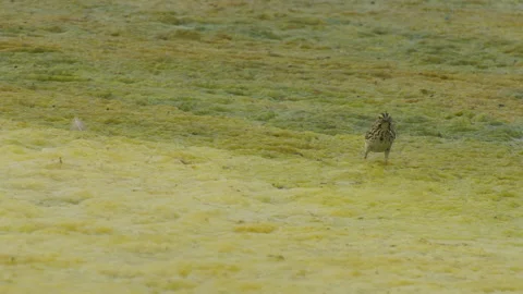 Savannah sparrow gathering insects on algae floating on lake, 4k Stock Footage 155902662