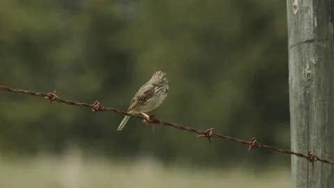 Savannah Sparrow perched on barb wire fence, 4k Video stock 225749939