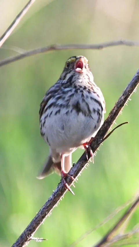 Savannah Sparrow Singing on a Tree Branch in Natural Habitat 스톡 동영상 317610502