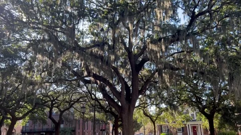 Savannah Square 스톡 동영상 254709360