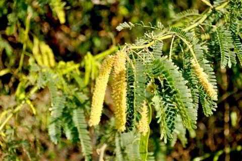 Savannah Tree close up at midday Stock Photos
