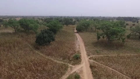 Savannah trees landscape Stock Footage 80796813