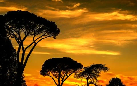 Savannah trees Stock Photos