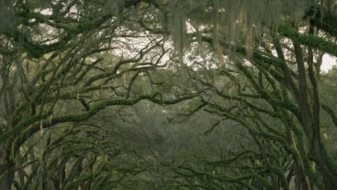 Savannah Wormsloe close up Branches Video stock 302313933