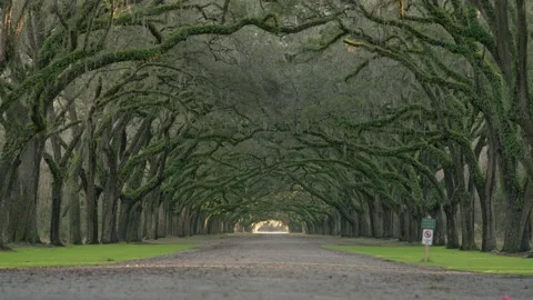 Savannah Wormsloe mid Video stock 302313937