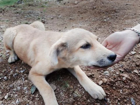 Save animals Stock Photos
