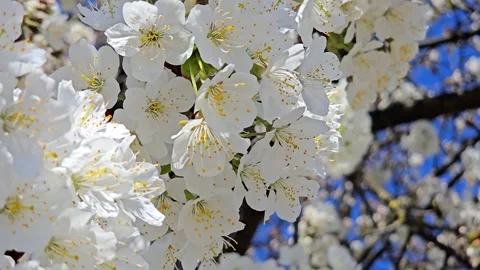 Save the Bees: Honey Bee Pollinating Spring Flowers for Ecosystem Biodiversity i Vídeo Stock 332442364