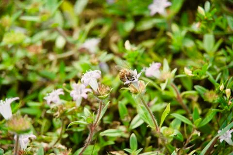 Save the Bees 写真素材