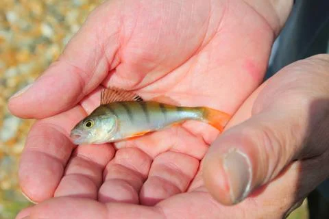 Save fish in our hands Stock Photos