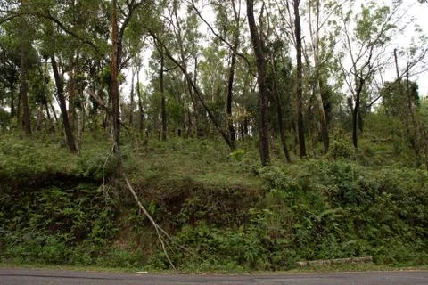 Save forest from deforestation Stock-Fotos