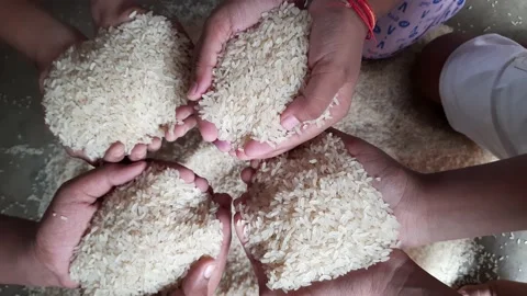 Save grain concept. Children holding rice grains in hand. Stock Footage 140952151