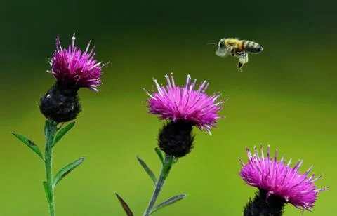 Save the Honey Bee - in Flight Stock Photos