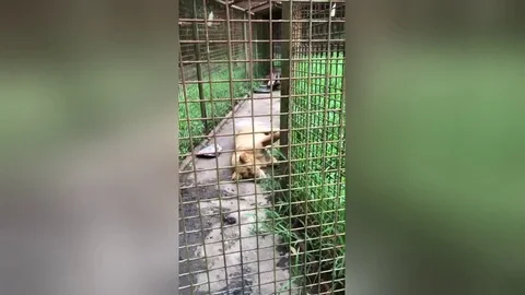 Save this locked up and weak lioness cub from Philippines zoo, begs tourist Video stock 106301040