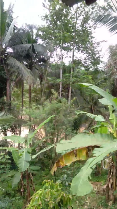 Save my nature Stock Footage 218352500