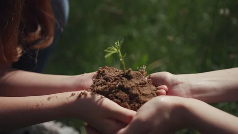 Save planet from global warming. Tree planting. Close-up of female hands holding Stock Footage 112750682