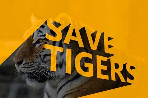 Save Tigers written in 3D, Tiger photo in reverse. Stock Illustration