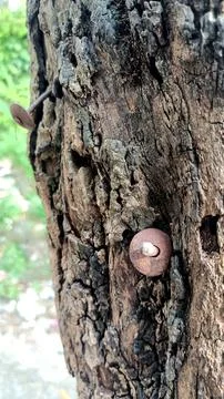 Save the tree Don't nail it. Stock Photos