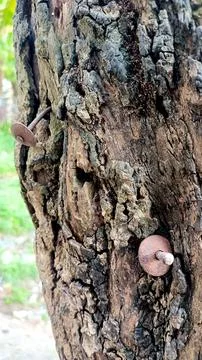 Save trees. Stock Photos