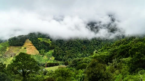 Savegre forest time lapse, costa rica Video stock 169595407