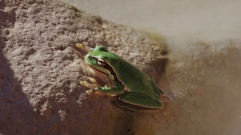 Savigny's treefrog Stock Footage 129099225
