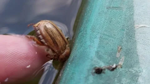 Saving a cockchafer beetle from water with human finger Stock Footage 336901088