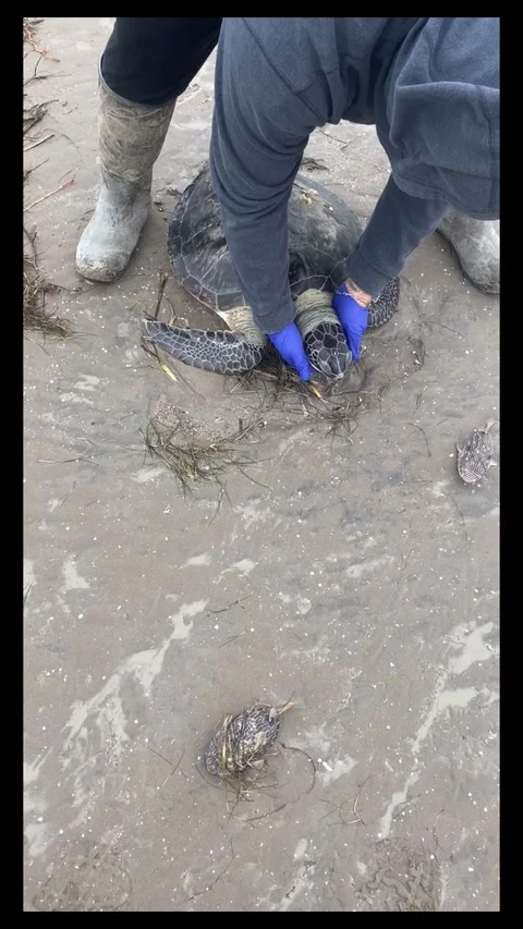 Saving Cold Stunned Turtles at Boca Chica Beach, Brownsville, Texas, USA - 22 Fe Stock Footage 205340960