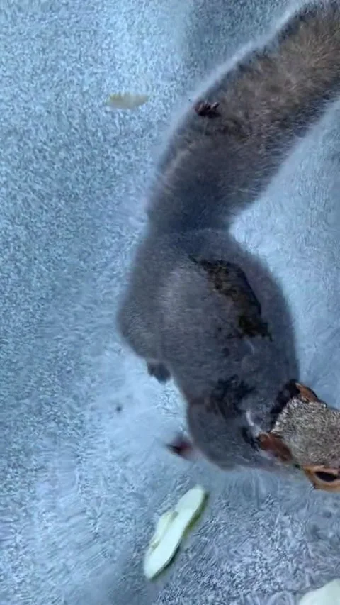 Saving a Drowning Squirrel, Flemington, New Jersey, USA - 03 Nov 2022 Video stock 233843248