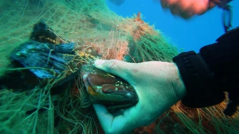 Saving a Grouper Fish From Ghost Net Stock Footage 143479066