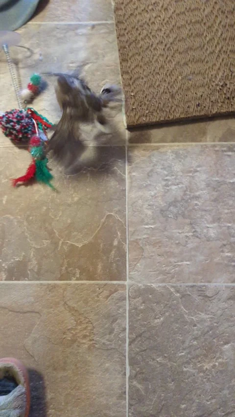 Saving a Live Bird Brought into the House by Anya the Cat, Fresno, California, U Video stock 205431121