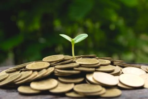 Saving money with stack of coin and green plant for business and accounting c Stock Photos