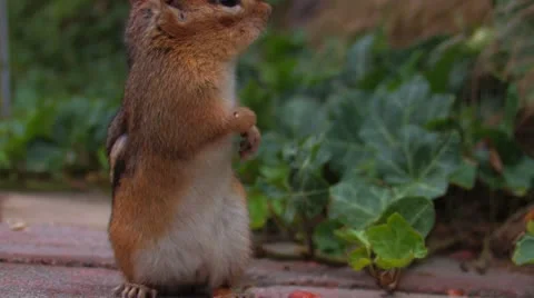 Saving for a rainy day Stock Footage 12431098