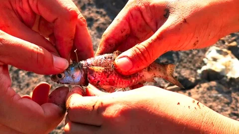Saving Severely Injured Fish Stock Footage 106897019