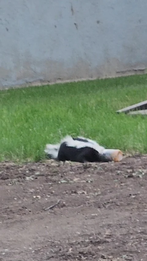 Saving a Skunk Stuck in a Jar, Lethbridge, Alberta, Canada - 15 Aug 2025 Video stock 317641875