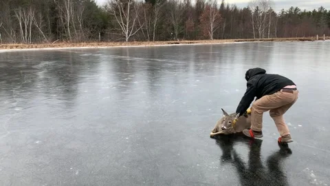 Saving a Stranded Deer by Sliding It Across a Frozen Pond, Cranmoor, Wisconsin,  Stock Footage 205334807