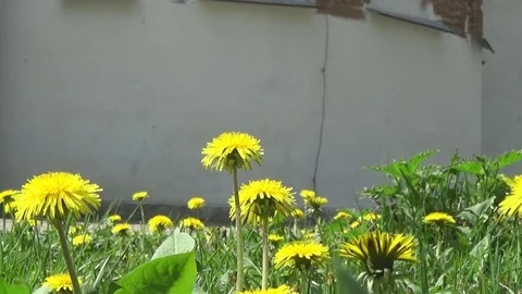 Savior and Transfiguration Cathedral and dandelions. Chernihiv. Ukraine Stock-Footage 75828101