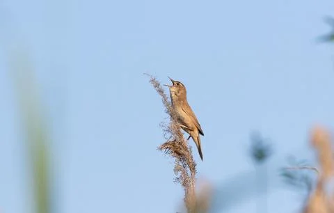 Savi's warbler perched high on reed singing in sunshine Stock Photos