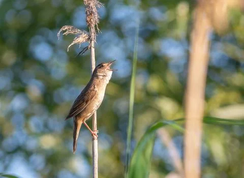 Savi's Warbler Singing Loudly While Perched on a Dry Reed Stem in a Wetland.. Stock Photos