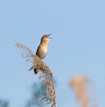 Savi's warbler singing perched on dry reed head Stock Photos