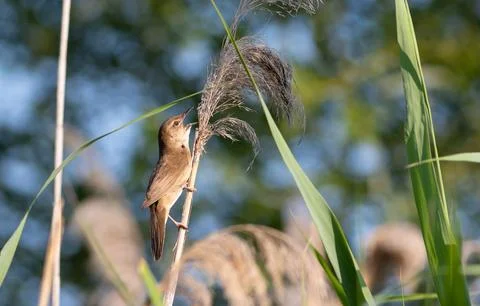 Savi's warbler singing perched on reed stem in wetland Stock Photos