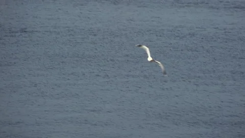Savonlinna flying seagull 스톡 동영상 133559566