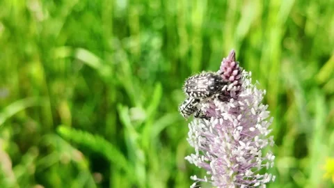 Savoring Beetle on Plantain Stock Footage 309693783