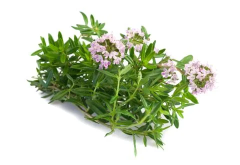 Savory  flowers Stock Photos