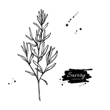 Savory vector hand drawn illustration. Isolated spice object. 스톡 일러스트